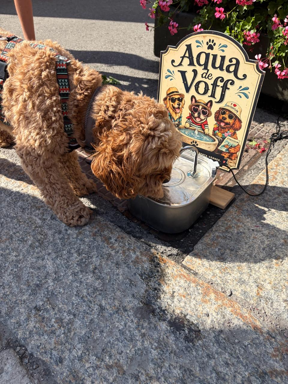 A dog welcomed at Skånegatan 71